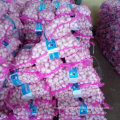 Chinese Fresh White Garlic in 10kg Mesh Bag